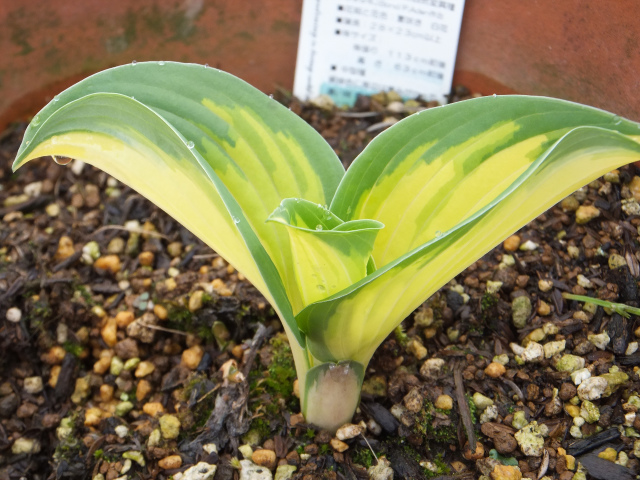 鉢植えで1年たったグレートエクスペクテーションズ ギボウシおたくとホスタ マニアック